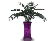 Purple Penthouse Plant