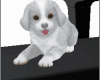 Playing  Piano  puppy