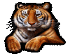Animated Tiger 16