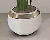 LA Modern Plant