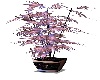 DREAMER PLANT3