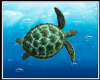 sea turtle