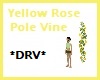 Yellow Rose Pole Vine
