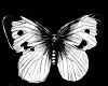 Butterfly Ore White