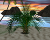 (k) Angel Island Palm