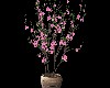 Sakura Tree Potted Plant