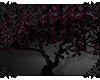 01 Purple leaf plum tree