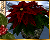 I~Winter Poinsettia