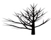 Dead Bare Tree1