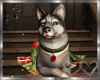 Christmas Dog - Husky