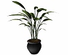 !Potted Plant