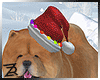 !R Christmas Dog