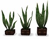 Tripple House Plants