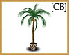 [CB] Coconut Palm