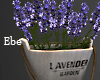 Plant Lavanda