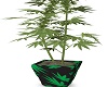 AS Weed Plant