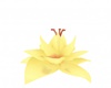 Yellow Water Lotus
