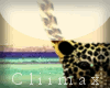 © Cheetah