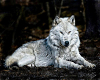 Picture of silver wolf