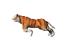 Tiger..animated