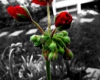 *F5* red rose on b/w