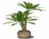 Tropical Potted Plant