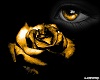 Yellow Rose and Eyes