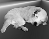 FG~ Cute Sleeping Puppy