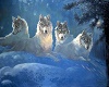 [A] Wolf Pic 1