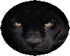~black panther stare~