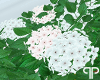 🤍P White Carnation