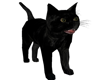 black cat avi