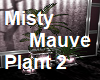 Misty Mauve Plant 2