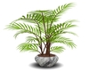 -C2- Bamboo Plant