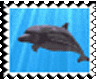 Animated Dolphin Stamp