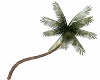 Palm Tree Bent