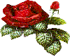 [RAW] RED ROSES