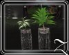 ~Z~Cherish Planter