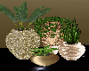 Plants in Gold pots