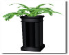Black Stand Fern Plant
