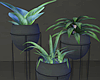 Black Aesthetic Plants