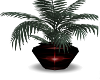 red star potted plant