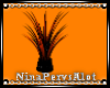 N| Orange Plant