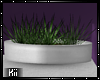 Kii~ Amethyst Plant  V2