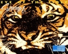 EP  Eye Of The Tiger