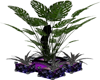 Purple Bliss Plant