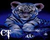 {CT} Framed Baby Tiger