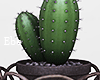 Vase Cactus