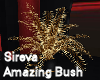Sireva Amazing Bush