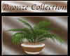 {LB}Bronze Cafe Plant